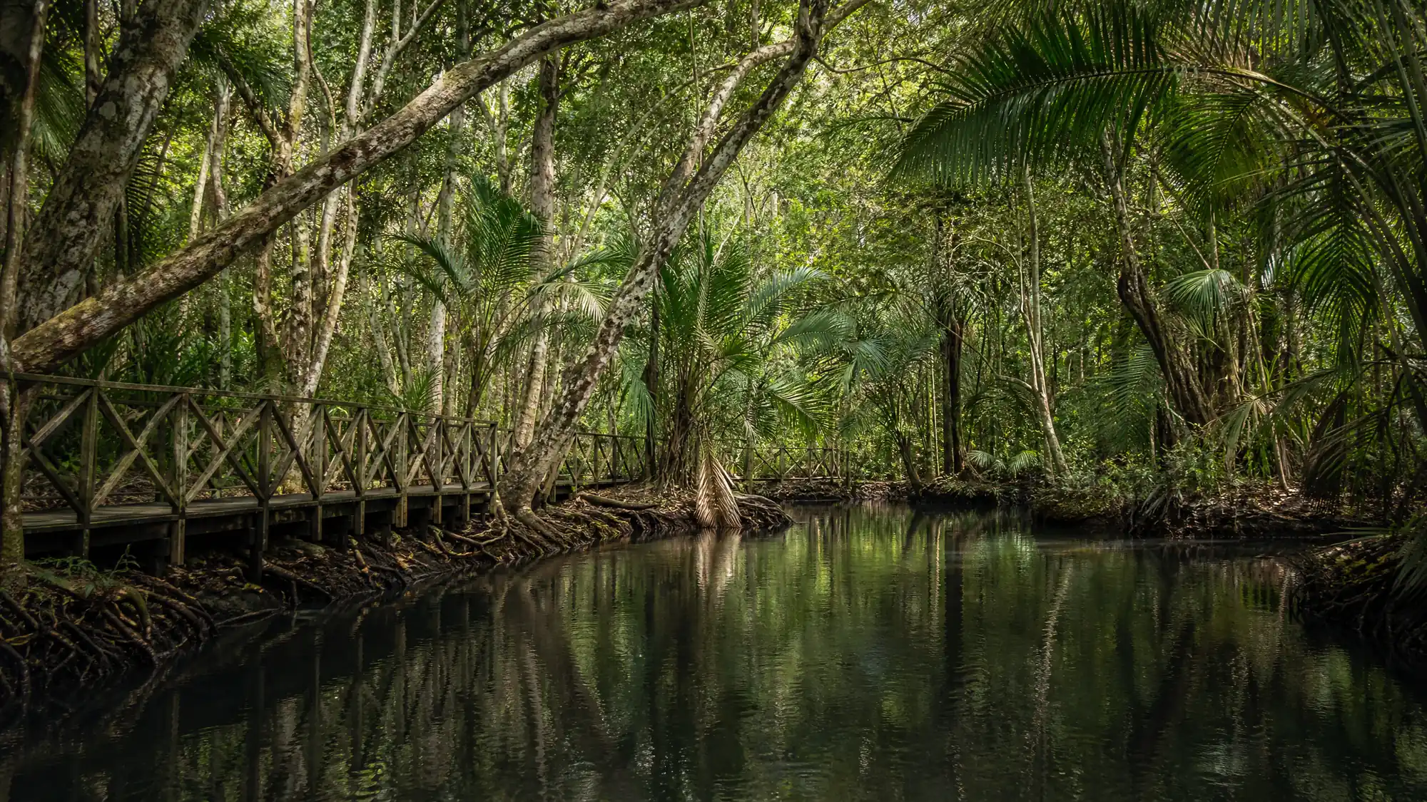 Erkunden Sie den einzigen Nationalpark Sansibars. Wandern Sie auf dem Mangroven-Bohlenweg und beobachten Sie gefährdete Rote Colobus-Affen in ihrem natürlichen Lebensraum.