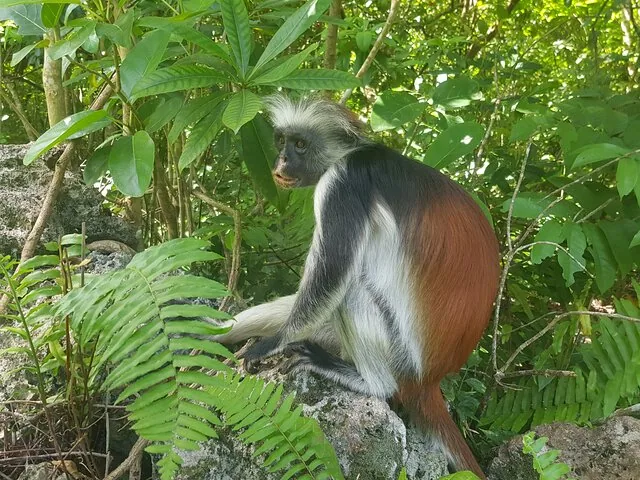 Ein Rotstummelaffe sitzt auf einem Felsen im Jozani-Chwaka-Bay-Nationalpark