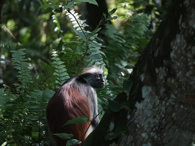 A red colobus monkey sitting on a tree branch in a dense forest.