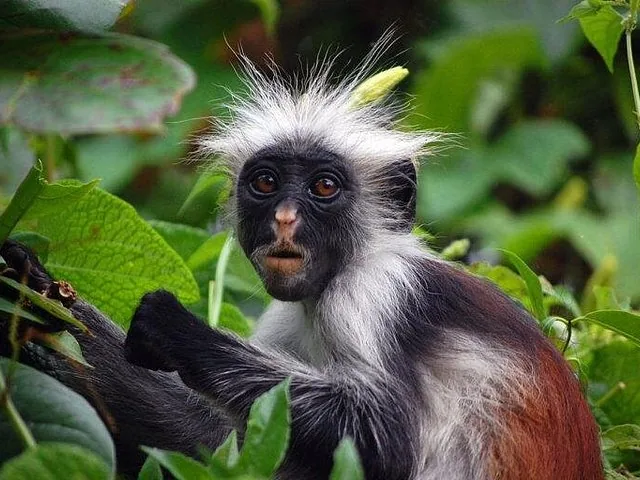 Close-up of a Zanzibar red colobus monkey sitting among green leaves