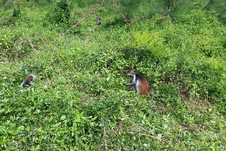 Several monkeys foraging in a lush green area of the forest.