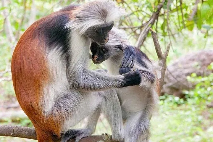 Zwei Zanzibar-Rotcolobus-Affen, die sich auf einem Ast gegenseitig das Fell pflegen.