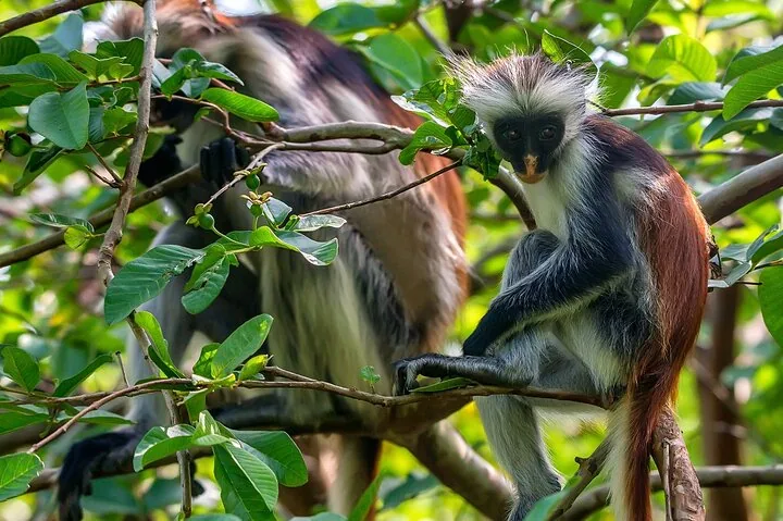 Rote Colobus-Affen, die auf Ästen in einem üppig grünen Baum sitzen.