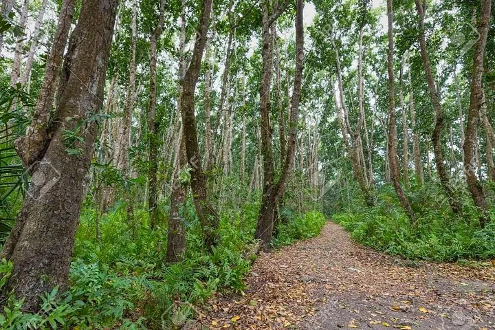 Ein unbefestigter Weg, der sich durch einen dichten Wald mit hohen Bäumen und grünem Unterholz schlängelt.
