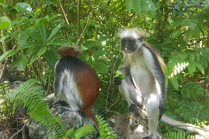 Zwei Rote Colobus-Affen ruhen auf Felsen inmitten üppig grüner Blätter.