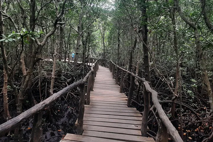 Ein hölzerner Bohlenweg, der sich durch einen dichten Mangrovenwald im Park schlängelt.